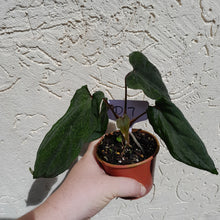 Load image into Gallery viewer, #D17 Anthurium Midnight Velvet