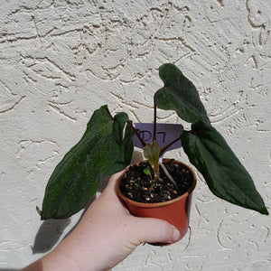 #D17 Anthurium Midnight Velvet