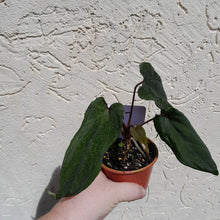 Load image into Gallery viewer, #D17 Anthurium Midnight Velvet