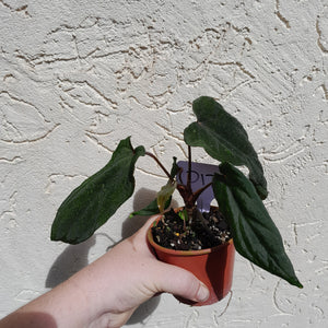 #D17 Anthurium Midnight Velvet