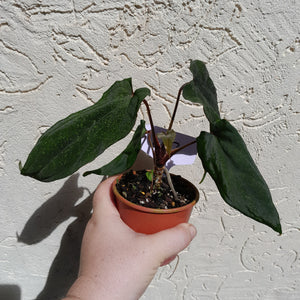 #D17 Anthurium Midnight Velvet