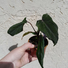 Load image into Gallery viewer, #D17 Anthurium Midnight Velvet