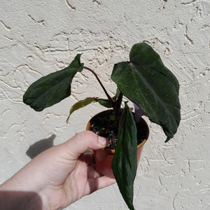 #D17 Anthurium Midnight Velvet