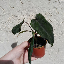 Load image into Gallery viewer, #D17 Anthurium Midnight Velvet