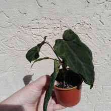 Load image into Gallery viewer, #D17 Anthurium Midnight Velvet