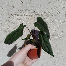 Load image into Gallery viewer, #D17 Anthurium Midnight Velvet