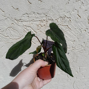 #D17 Anthurium Midnight Velvet
