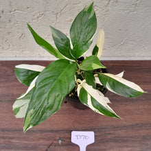 Load image into Gallery viewer, #D70 Spathiphyllum &#39;Picasso&#39;