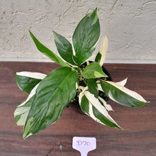 Load image into Gallery viewer, #D70 Spathiphyllum &#39;Picasso&#39;