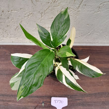 Load image into Gallery viewer, #D70 Spathiphyllum &#39;Picasso&#39;