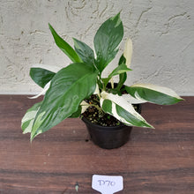 Load image into Gallery viewer, #D70 Spathiphyllum &#39;Picasso&#39;