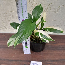 Load image into Gallery viewer, #D70 Spathiphyllum &#39;Picasso&#39;