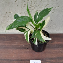 Load image into Gallery viewer, #D70 Spathiphyllum &#39;Picasso&#39;