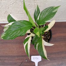 Load image into Gallery viewer, #D70 Spathiphyllum &#39;Picasso&#39;
