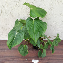 Load image into Gallery viewer, #D67 Large Multi Headed Philodendron Pastazanum x Gloriosum