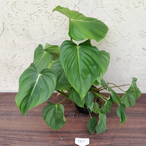 #D67 Large Multi Headed Philodendron Pastazanum x Gloriosum