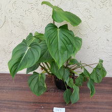 Load image into Gallery viewer, #D67 Large Multi Headed Philodendron Pastazanum x Gloriosum