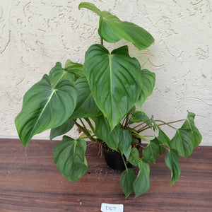 #D67 Large Multi Headed Philodendron Pastazanum x Gloriosum