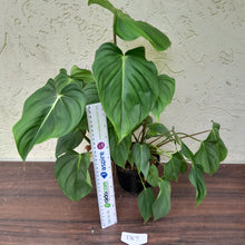 Load image into Gallery viewer, #D67 Large Multi Headed Philodendron Pastazanum x Gloriosum