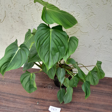 #D67 Large Multi Headed Philodendron Pastazanum x Gloriosum