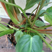 Load image into Gallery viewer, #D67 Large Multi Headed Philodendron Pastazanum x Gloriosum