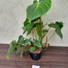 Load image into Gallery viewer, #D67 Large Multi Headed Philodendron Pastazanum x Gloriosum