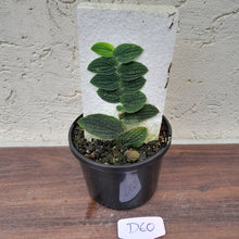 Load image into Gallery viewer, #D60 Piper Clypeatum / Rhaphidophora Versteegii