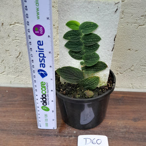 #D60 Piper Clypeatum / Rhaphidophora Versteegii