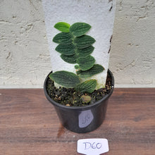 Load image into Gallery viewer, #D60 Piper Clypeatum / Rhaphidophora Versteegii