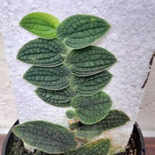 Load image into Gallery viewer, #D60 Piper Clypeatum / Rhaphidophora Versteegii