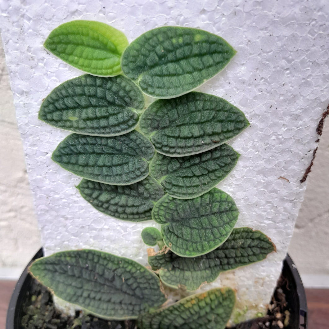 #D60 Piper Clypeatum / Rhaphidophora Versteegii