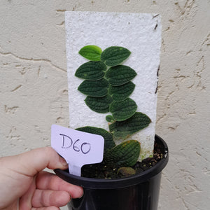 #D60 Piper Clypeatum / Rhaphidophora Versteegii