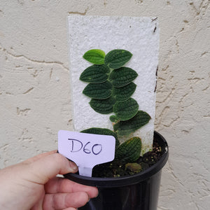 #D60 Piper Clypeatum / Rhaphidophora Versteegii