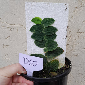 #D60 Piper Clypeatum / Rhaphidophora Versteegii