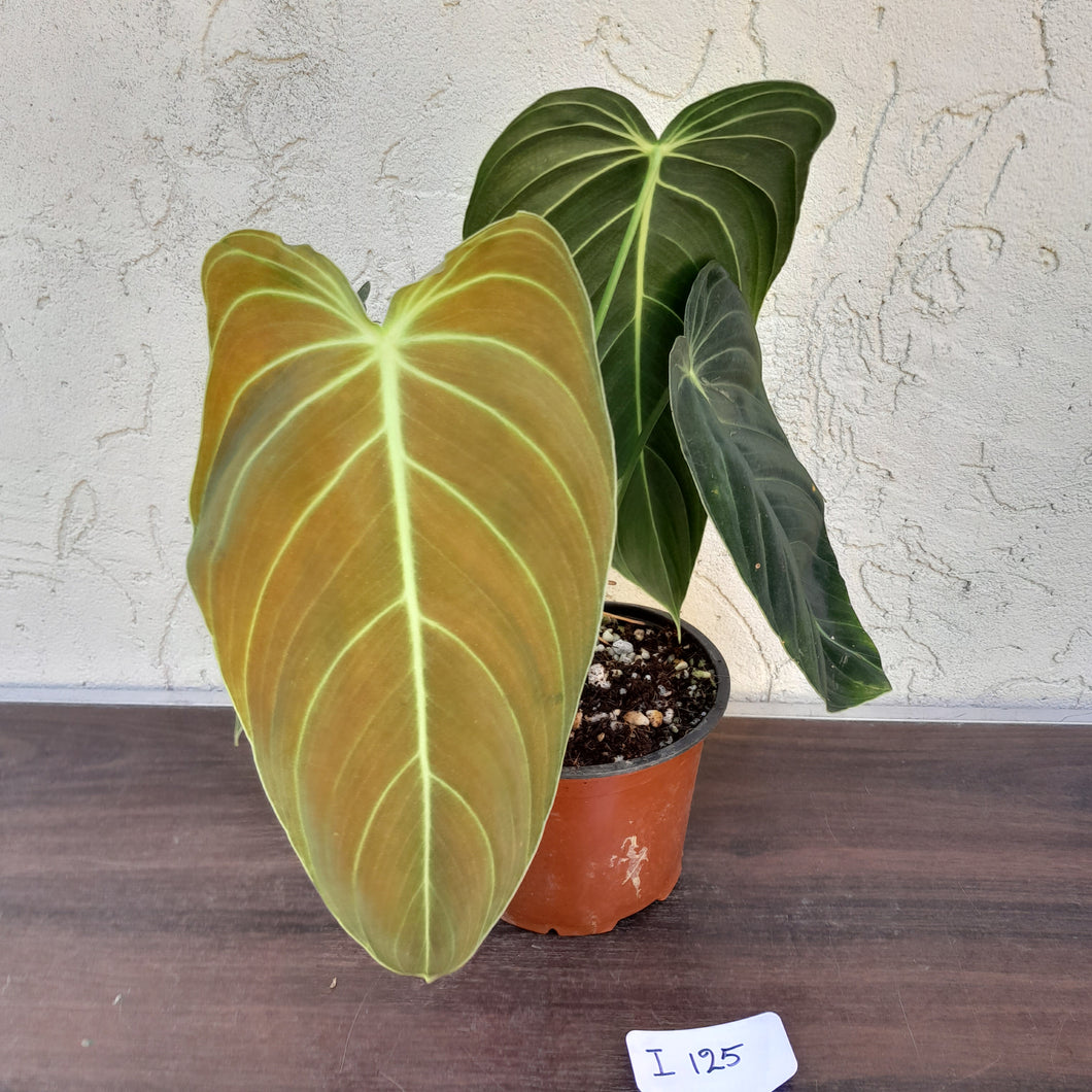#i125 Philodendron Melanochrysum