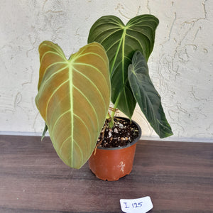 #i125 Philodendron Melanochrysum