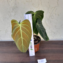 Load image into Gallery viewer, #i125 Philodendron Melanochrysum