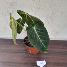 Load image into Gallery viewer, #i125 Philodendron Melanochrysum