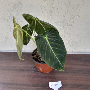 #i125 Philodendron Melanochrysum