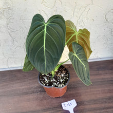 Load image into Gallery viewer, #i125 Philodendron Melanochrysum