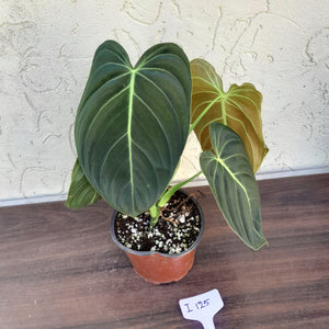 #i125 Philodendron Melanochrysum