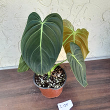 Load image into Gallery viewer, #i125 Philodendron Melanochrysum