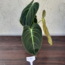 Load image into Gallery viewer, #i125 Philodendron Melanochrysum