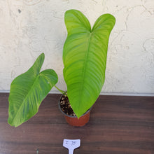 Load image into Gallery viewer, #i75 Philodendron Tenue