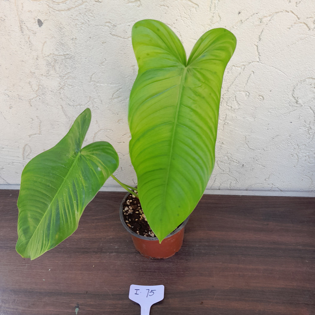 #i75 Philodendron Tenue