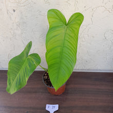 Load image into Gallery viewer, #i75 Philodendron Tenue