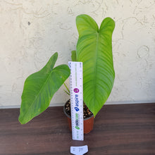Load image into Gallery viewer, #i75 Philodendron Tenue