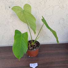 Load image into Gallery viewer, #i75 Philodendron Tenue