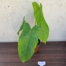 Load image into Gallery viewer, #i75 Philodendron Tenue