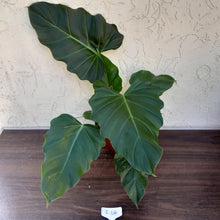 Load image into Gallery viewer, #i64 Philodendron Corsinianum / &#39;Bronze Shield&#39;